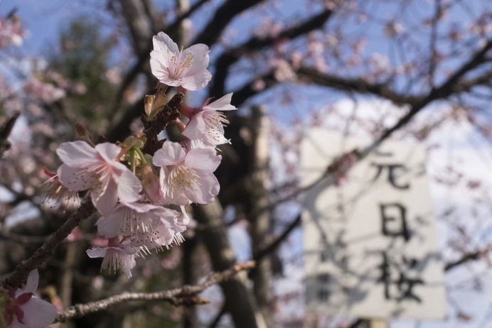 西山神社（長崎市西山本町）の寒桜、2017.1.11
