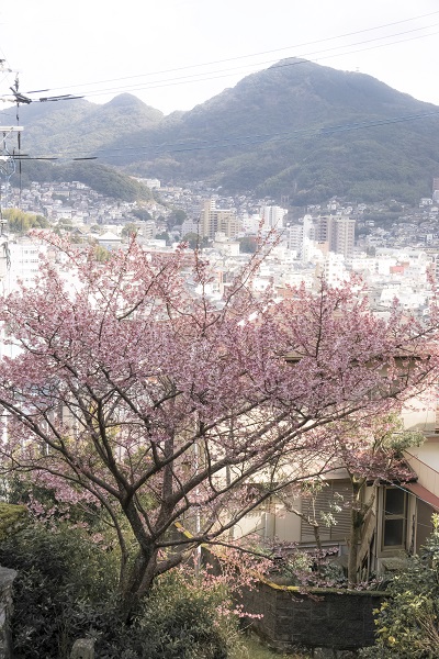 西山神社（長崎市西山本町）の寒桜