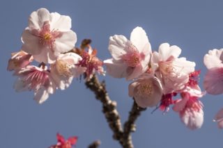 「西山神社の寒桜」(長崎市)【奇想天外!正月に咲くサクラ?!】