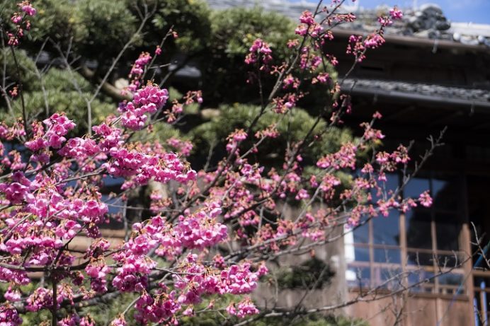 西山神社（長崎市西山本町）の緋寒桜、2017.2.17