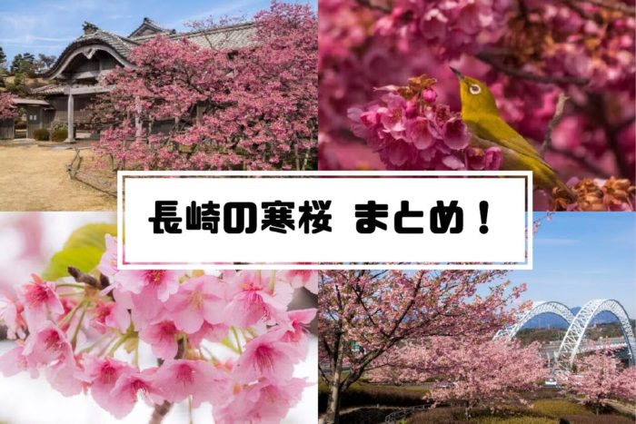 河津桜と寒桜【見頃速報2024（2/10）】～長崎の名所13選