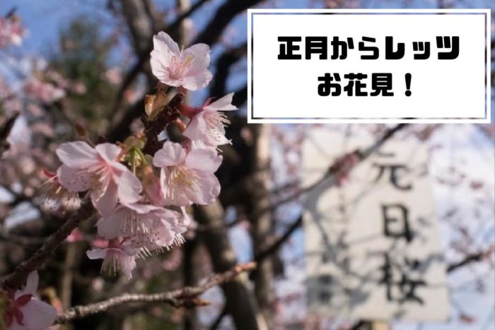 西山神社【正月に咲く元旦桜】