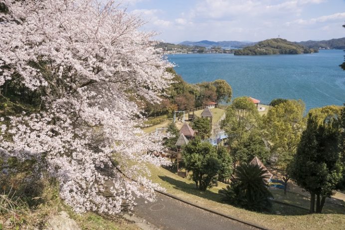 琴海中央公園（長崎市琴海戸根）の桜、花見