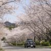 桜の里の桜（長崎）【開花と満開日2023】～現地レポ！