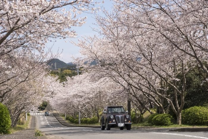 桜の里の桜（長崎）【開花と満開日2023】～現地レポ！