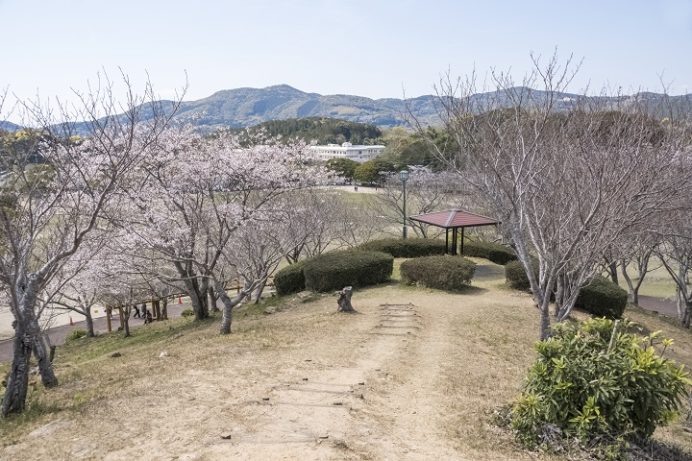 桜の里（長崎市三京町）の桜