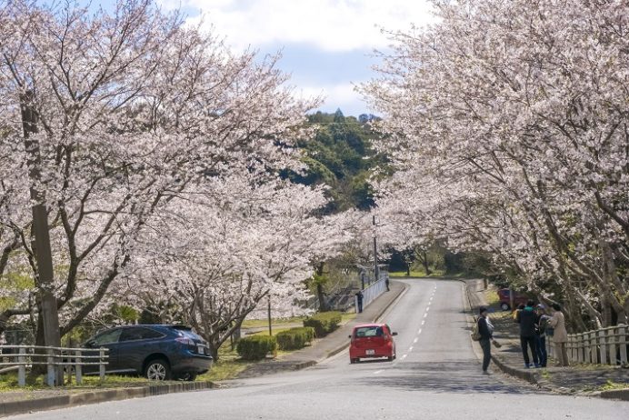 桜の里、三京グリーンランド埋め立て処分場（長崎市三京町）の桜