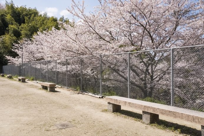 三川公園（長崎市）の桜、花見