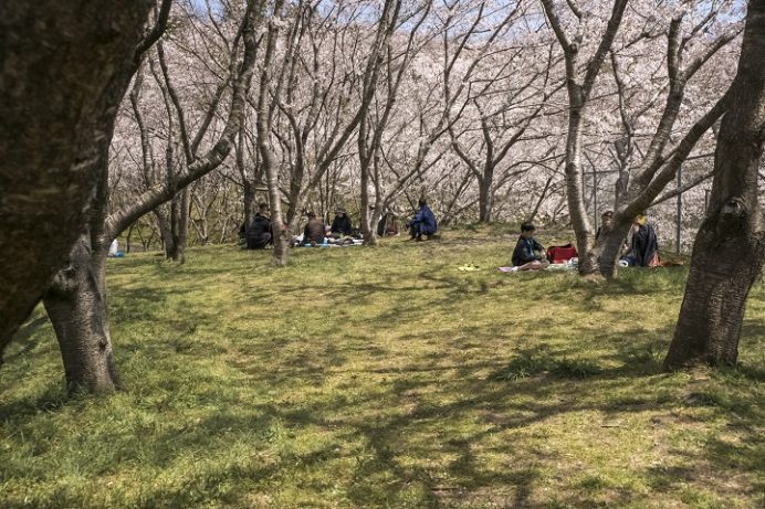 桜の里、三京グリーンランド埋め立て処分場（長崎市三京町）の桜