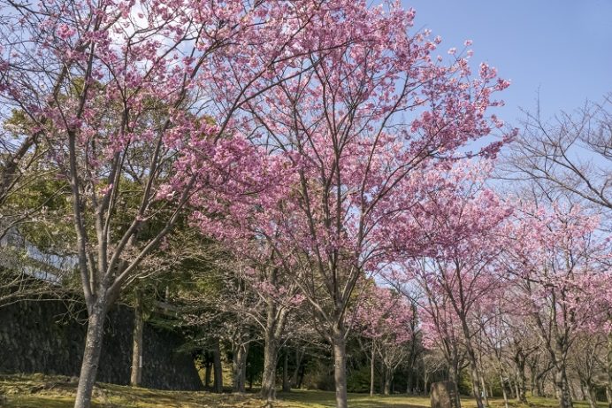佐世保中央公園（佐世保市宮地町）の陽光桜