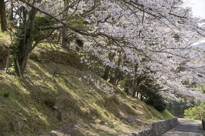 琴海中央公園（長崎市琴海戸根）の桜、花見