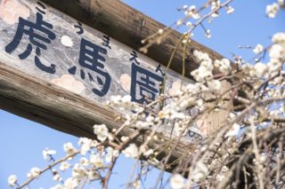 「原種梅林 虎馬園の見頃は?」(長崎市松原町)【素晴らしい!ここは梅のパラダイス】