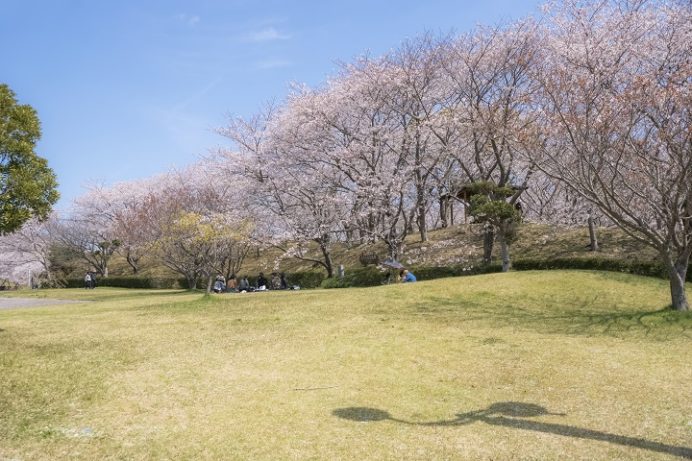 桜の里（長崎市三京町）の桜