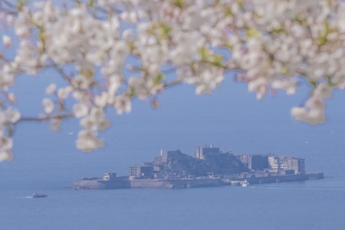 権現山展望公園・椿公園（長崎市野母崎）の桜と花見、軍艦島