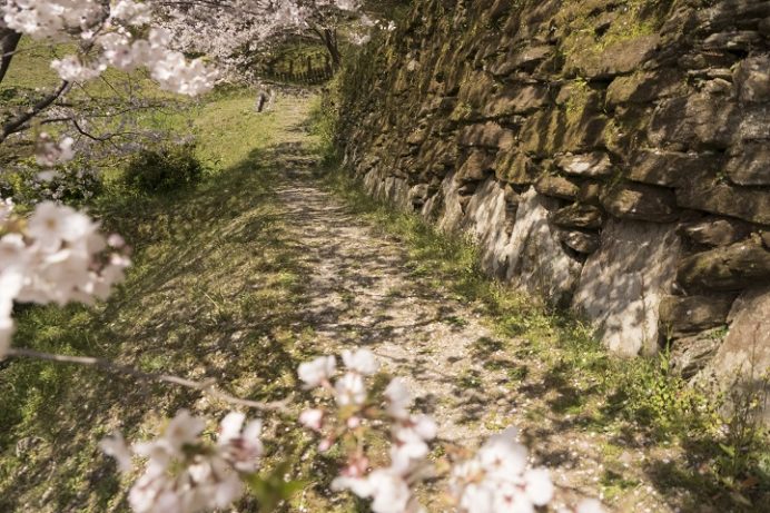 琴海中央公園(長崎市琴海戸根)の桜、花見