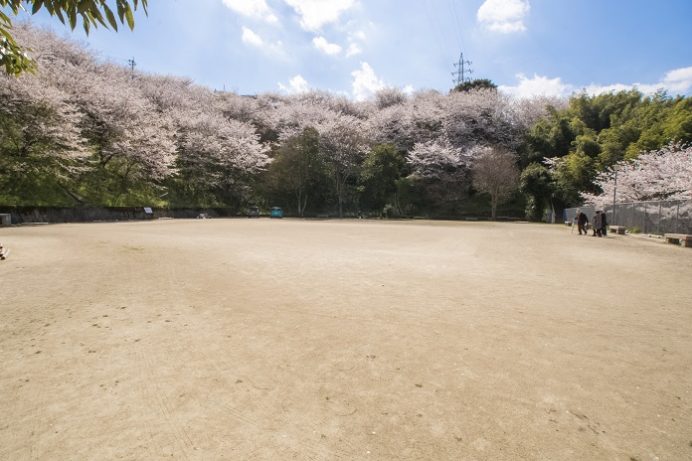 三川公園（長崎市）の桜、花見