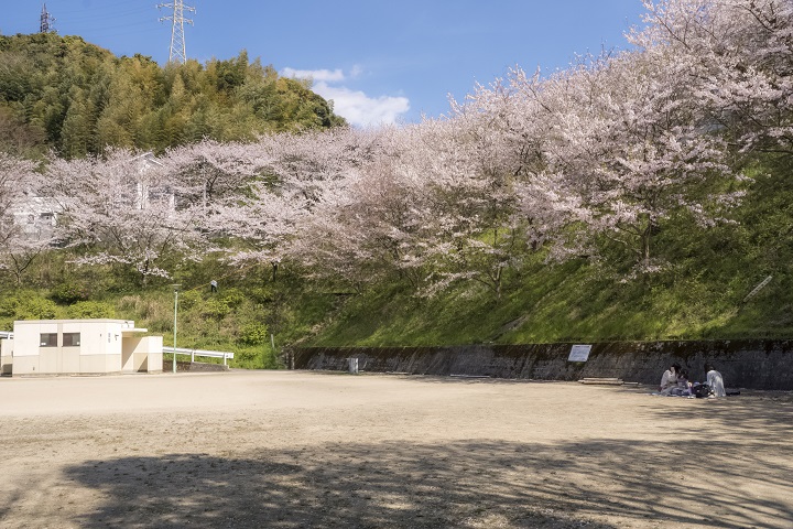 三川公園の桜（長崎）【開花速報2022】～穴場の花見SPOT！