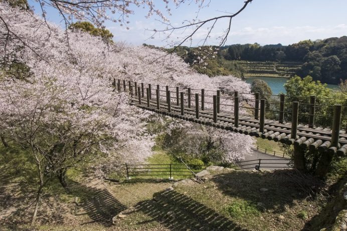 満開いつ 開花速報21 花見の穴場 琴海中央公園の桜 駐車場ある