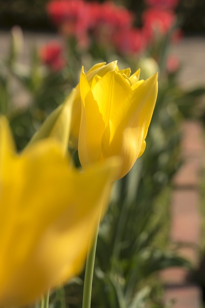 長崎２大チューリップ祭り決戦 ハウステンボスvs香焼 時期はいつ