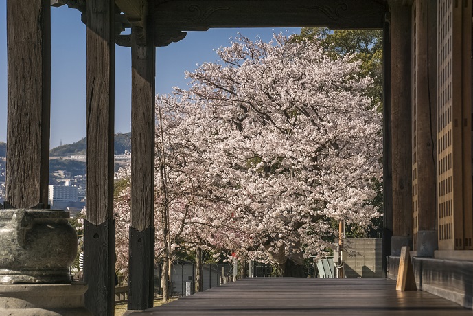 清水寺（長崎市鍛冶屋町）の桜、花見