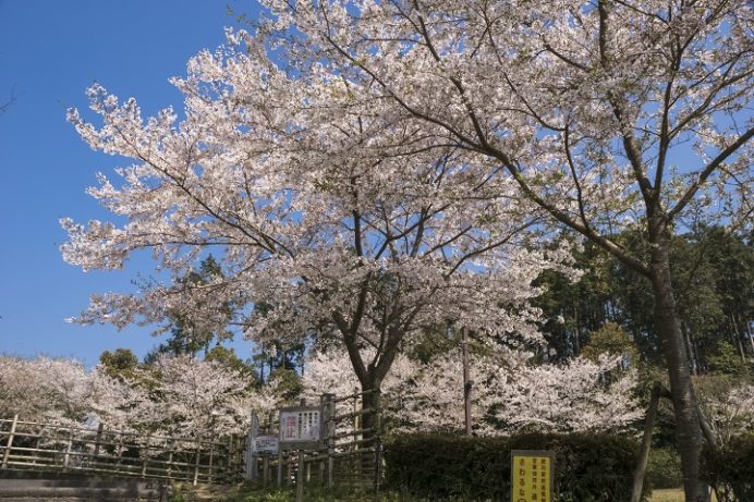 琴平スカイパーク（大村市原町）の桜と花見