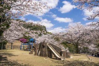 佐世保中央公園の桜【見頃速報2023】～写真と現地レポ！