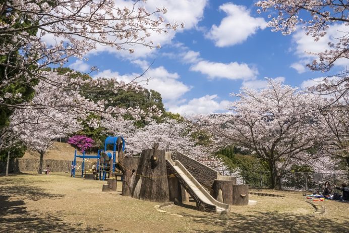 佐世保中央公園（佐世保市熊野町）の桜と花見