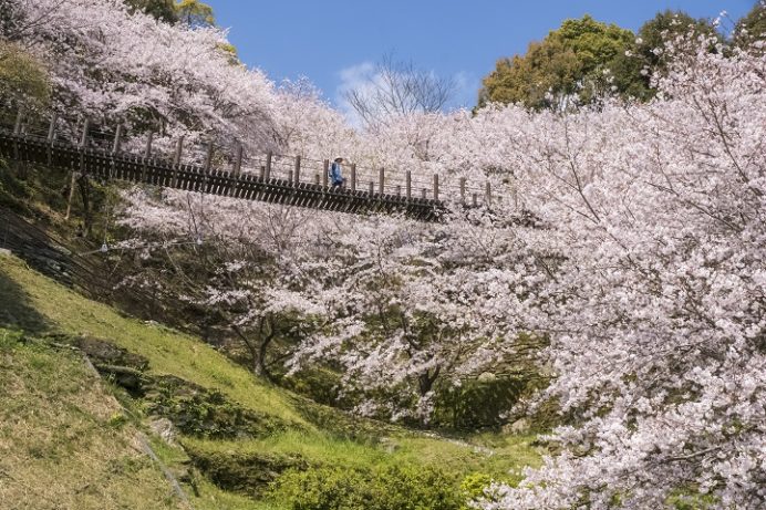 琴海中央公園｜桜のトンネル【満開いつ？開花速報2023】
