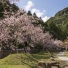 真竹谷のしだれ桜【開花速報2023】～写真と現地レポ！