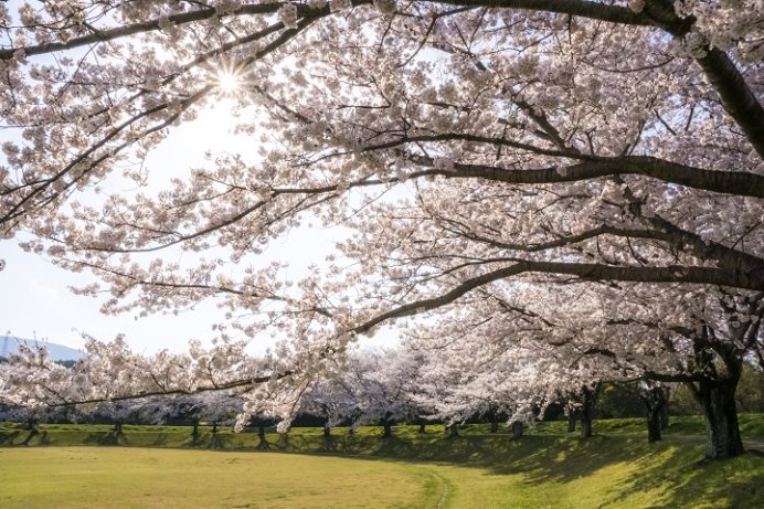 百花台公園（雲仙市国見町多比良）の桜、花見