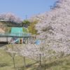 琴平スカイパークの桜【開花と満開日2023！】～子供連れに最適