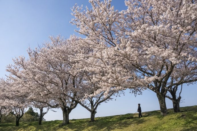 百花台公園（雲仙市国見町多比良）の桜、花見