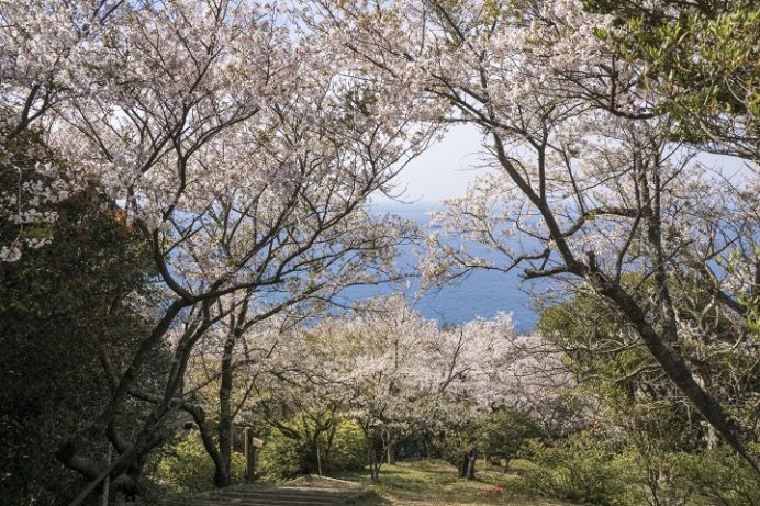 権現山展望公園・椿公園（長崎市野母崎）の桜と花見