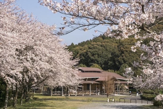 野岳湖公園（大村市）の桜と花見
