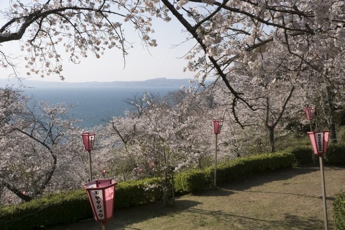 とけん山公園（島原半島、雲仙市の小浜）の桜と花見