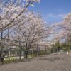 元宮公園の桜【開花と満開日2023】～BBQができます！