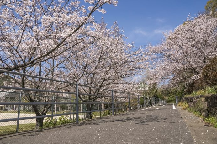 元宮公園（長崎市布巻町、三和地区）の桜、花見
