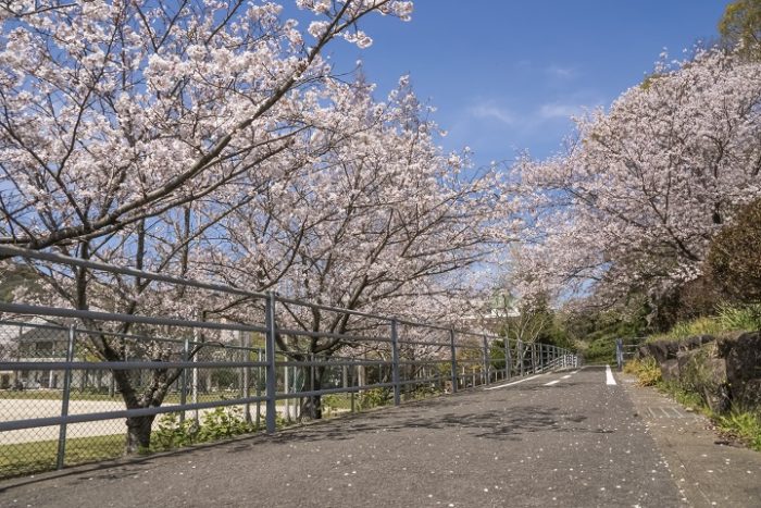 元宮公園の桜【開花と満開日2023】～BBQができます！