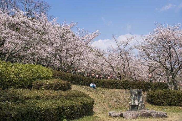 眉山治山祈念公苑（島原市上の原）の桜、花見