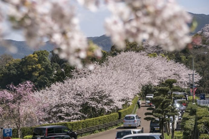 のぞみ公園（諫早市多良見町木床）の桜、花見