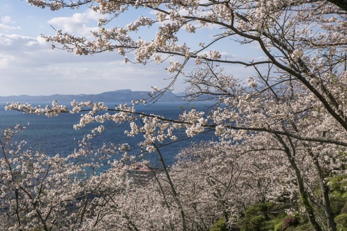 とけん山公園（島原半島、雲仙市の小浜）の桜と花見