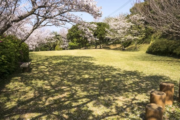 樺島灯台公園（長崎市）の桜、花見