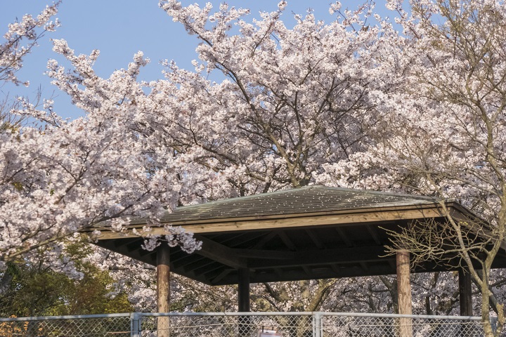 城山公園（長崎県東彼杵郡川棚町）の桜と花見