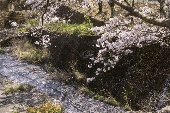 芒塚（長崎市夢大橋公園）の桜、花見