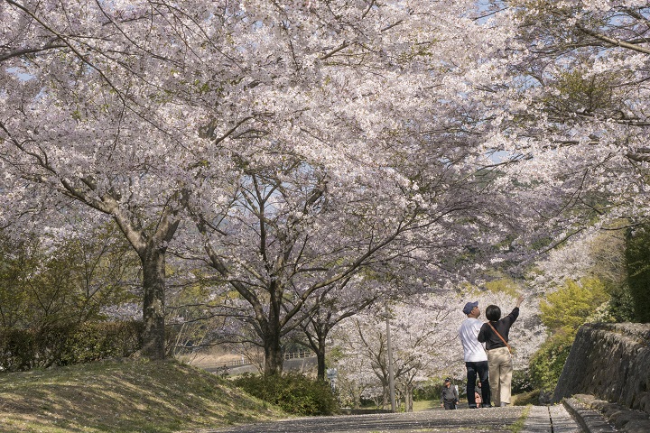 野岳湖公園の桜【開花と満開日2023】～子供連れに最適！