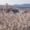 田平公園の桜【開花と満開日2023】～現地レポ！