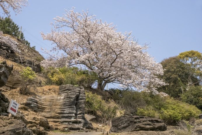 七ツ釜鍾乳洞公園（長崎県西海市）の菜の花と桜の花見