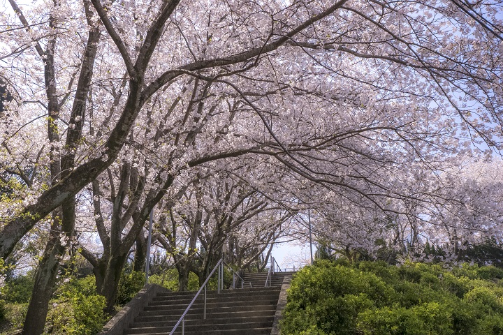 天満宮公園（西彼杵郡長与町高田郷）の桜と花見