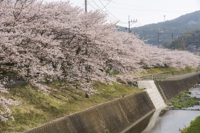 元宮公園（長崎市布巻町、三和地区）の桜、花見