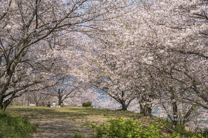 香焼総合公園（長崎市）の桜、花見